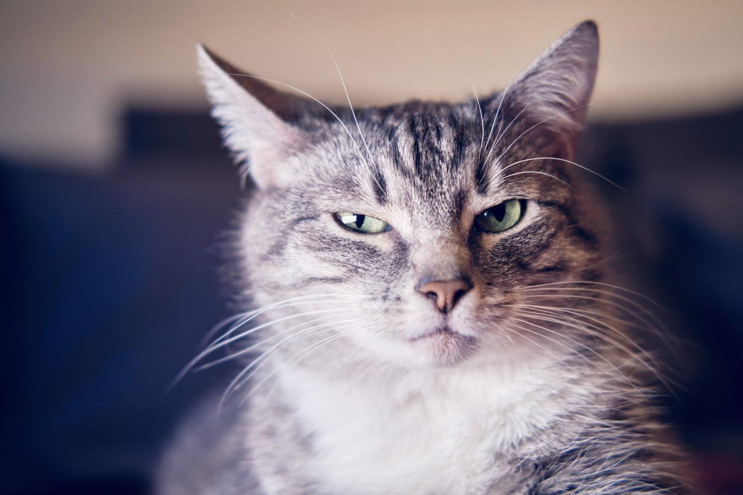 Cats
