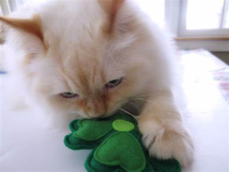 Catnip