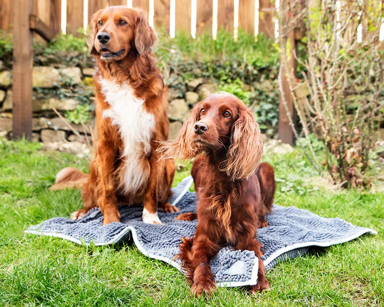 Dogs