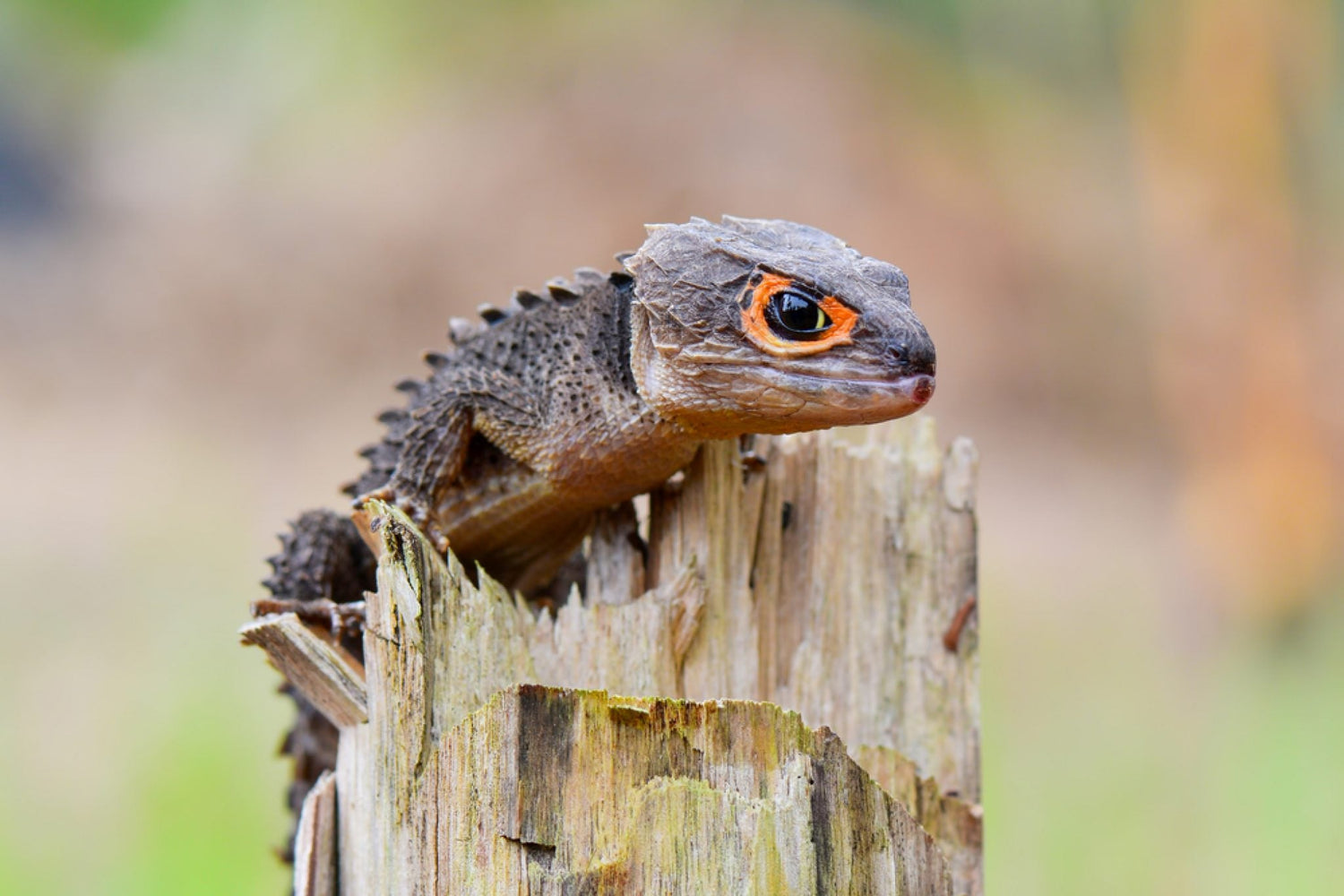 Reptiles