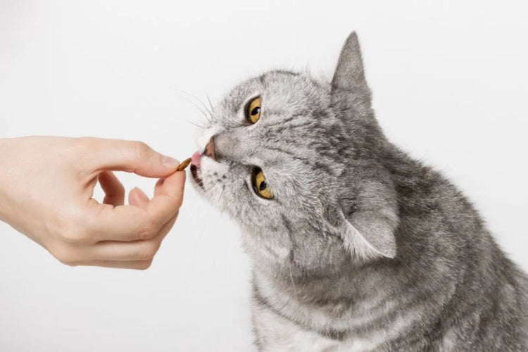 Cat Treats