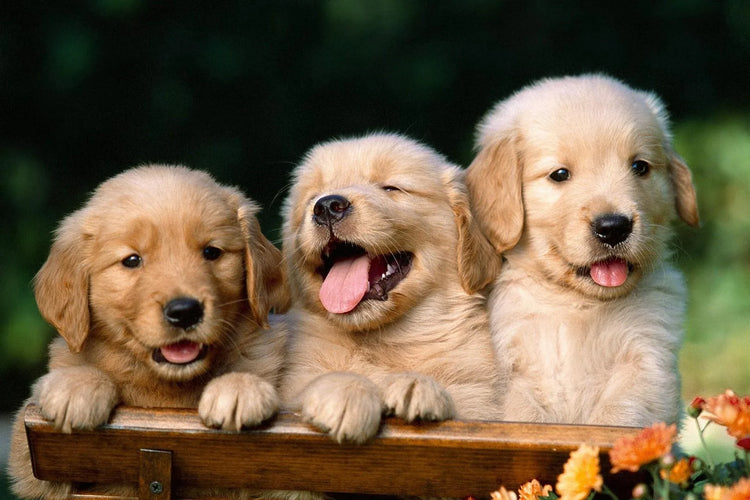 Puppy