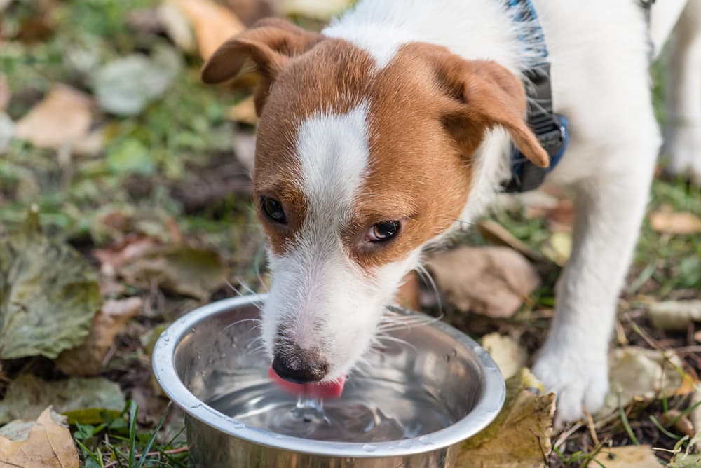 Dog Food Drinks