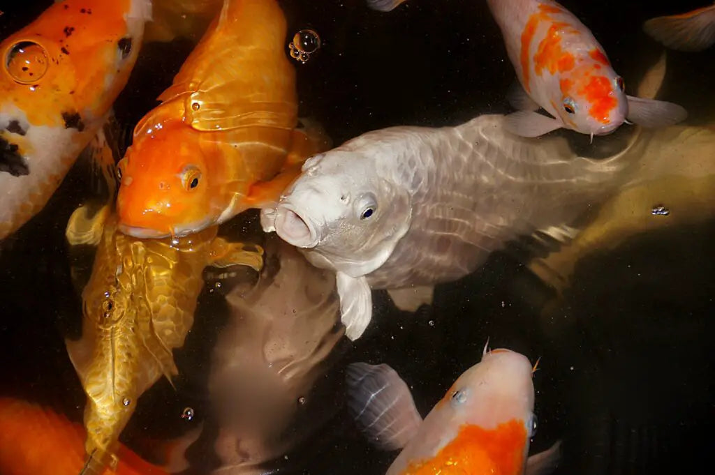 Fish Health