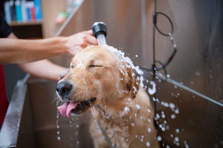 Dog Grooming & Care