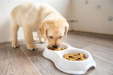 Puppy Food