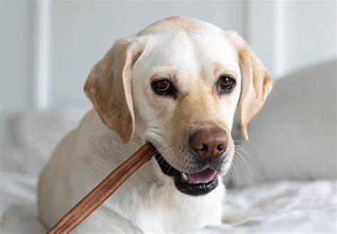 Dog Chews