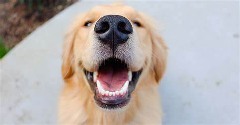 Dogs Dental Products