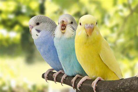 Birds & Wildlife