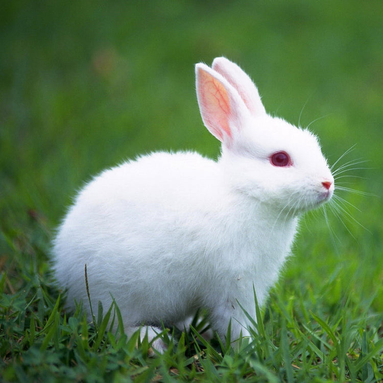 Small Animals