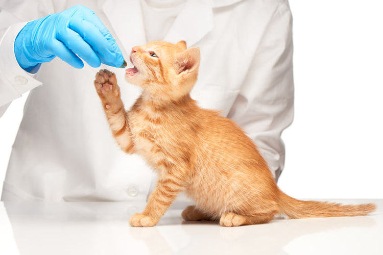 Cat Healthcare & Treatments