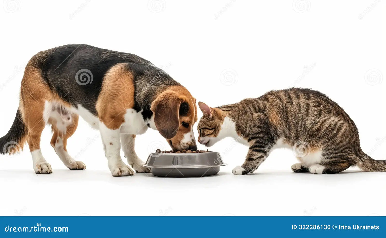 Feeding/Drinking Bowls & Accessories