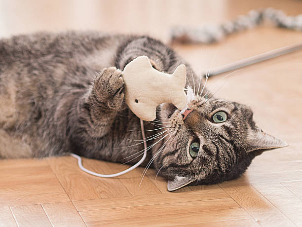 Cat Toys